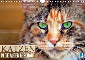 Katzen: in die Augen geschaut (Wandkalender 2018 DIN A4 quer) von CALVENDO