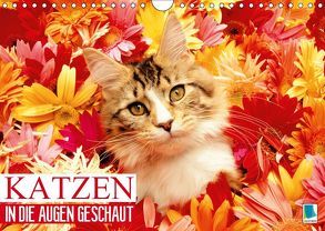 Katzen: in die Augen geschaut (Wandkalender 2019 DIN A4 quer) von CALVENDO