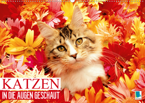 Katzen: in die Augen geschaut (Wandkalender 2020 DIN A2 quer) von CALVENDO