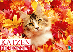 Katzen: in die Augen geschaut (Wandkalender 2020 DIN A3 quer) von CALVENDO