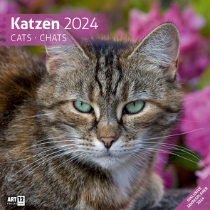 Katzen Kalender 2024 – 30×30