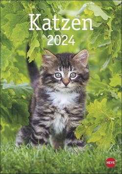 Katzen Kalender 2024