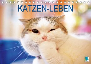Katzen-Leben: Lustiger Haustiger (Tischkalender 2019 DIN A5 quer) von CALVENDO