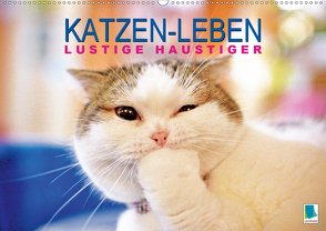 Katzen-Leben: Lustiger Haustiger (Wandkalender 2020 DIN A2 quer) von CALVENDO