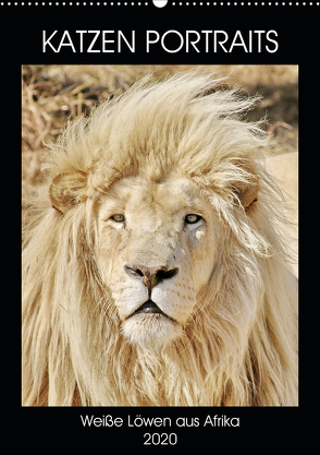 KATZEN PORTRAITS Weiße Löwen aus Afrika (Wandkalender 2020 DIN A2 hoch) von N.,  N.