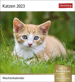 Katzen Postkartenkalender 2023. Jede Woche ein süßes Kätzchen im Postkarten-Fotokalender. Tisch-Kalender für Katzenfans, mit 53 Postkarten zum Sammeln und Verschicken. Auch zum Aufhängen. von Harenberg