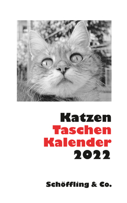 Katzen Taschenkalender 2022 von Bachstein,  Julia