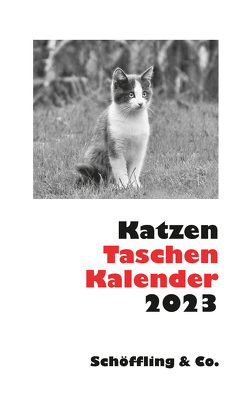 Katzen Taschenkalender 2023 von Bachstein,  Julia