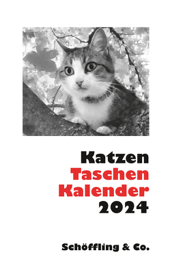 Katzen Taschenkalender 2024 von Bachstein,  Julia