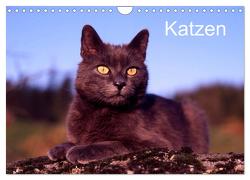 Katzen (Wandkalender 2024 DIN A4 quer), CALVENDO Monatskalender von / Werner Layer,  McPHOTO