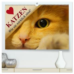 Katzen • Wie sie wirklich sind! (hochwertiger Premium Wandkalender 2024 DIN A2 quer), Kunstdruck in Hochglanz von Stanzer,  Elisabeth
