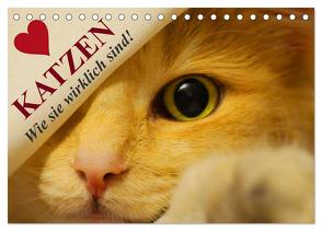 Katzen • Wie sie wirklich sind! (Tischkalender 2024 DIN A5 quer), CALVENDO Monatskalender von Stanzer,  Elisabeth