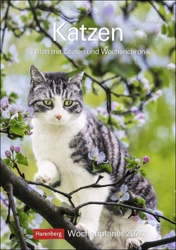 Katzen Wochenplaner 2024 von Thomas Huhnold