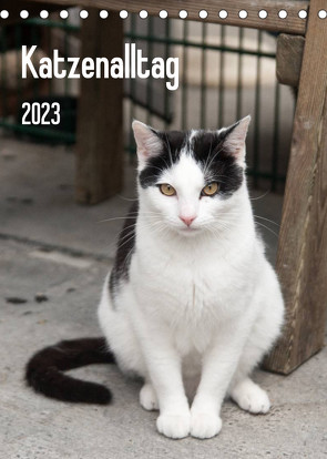 Katzenalltag 2023 (Tischkalender 2023 DIN A5 hoch) von Scholz,  Daniela