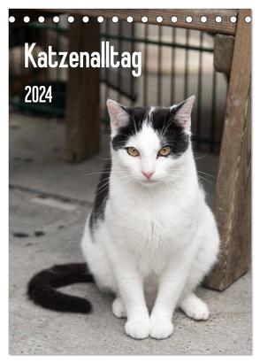 Katzenalltag 2024 (Tischkalender 2024 DIN A5 hoch), CALVENDO Monatskalender von Scholz,  Daniela