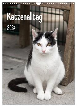 Katzenalltag 2024 (Wandkalender 2024 DIN A3 hoch), CALVENDO Monatskalender von Scholz,  Daniela