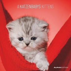 Katzenbabys 2024 – Broschürenkalender 30×30 cm (30×60 geöffnet) – Kalender mit Platz für Notizen – Wandkalender – Wandplaner – Katzenkalender