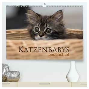 Katzenbabys beobachtet (hochwertiger Premium Wandkalender 2024 DIN A2 quer), Kunstdruck in Hochglanz von calmbacher,  Christiane