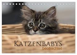 Katzenbabys beobachtet (Tischkalender 2024 DIN A5 quer), CALVENDO Monatskalender von calmbacher,  Christiane