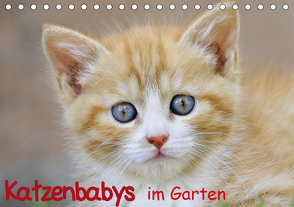 Katzenbabys im Garten (Tischkalender 2021 DIN A5 quer) von Jazbinszky,  Ivan