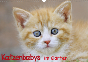 Katzenbabys im Garten (Wandkalender 2021 DIN A3 quer) von Jazbinszky,  Ivan