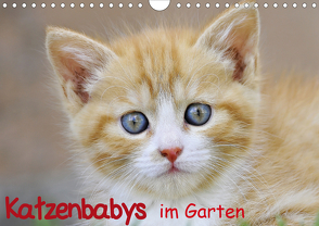 Katzenbabys im Garten (Wandkalender 2021 DIN A4 quer) von Jazbinszky,  Ivan