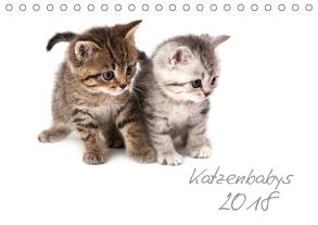 Katzenbabys (Tischkalender 2018 DIN A5 quer) von Hesch-Foto