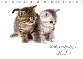 Katzenbabys (Tischkalender 2021 DIN A5 quer) von Hesch-Foto