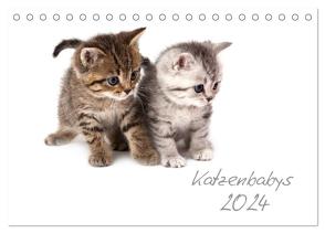 Katzenbabys (Tischkalender 2024 DIN A5 quer), CALVENDO Monatskalender von Hesch-Foto,  Hesch-Foto