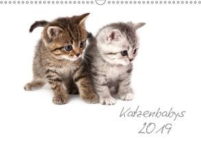 Katzenbabys (Wandkalender 2019 DIN A3 quer) von Hesch-Foto