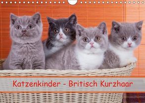 Katzenkinder Britisch Kurzhaar (Wandkalender 2019 DIN A4 quer) von Wejat-Zaretzke,  Gabriela