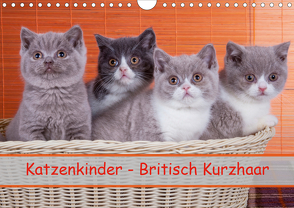 Katzenkinder Britisch Kurzhaar (Wandkalender 2020 DIN A4 quer) von Wejat-Zaretzke,  Gabriela