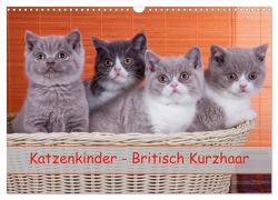 Katzenkinder Britisch Kurzhaar (Wandkalender 2024 DIN A3 quer), CALVENDO Monatskalender von Wejat-Zaretzke,  Gabriela