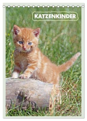 Katzenkinder (Tischkalender 2024 DIN A5 hoch), CALVENDO Monatskalender von Mielewczyk,  Barbara