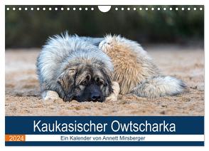 Kaukasischer Owtscharka (Wandkalender 2024 DIN A4 quer), CALVENDO Monatskalender von Mirsberger,  Annett