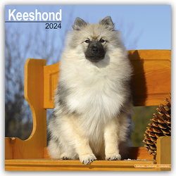 Keeshond – Wolfsspitz 2024 – 16-Monatskalender