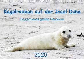 Kegelrobben auf der Insel Düne (Wandkalender 2020 DIN A3 quer) von Wilhelm,  N.