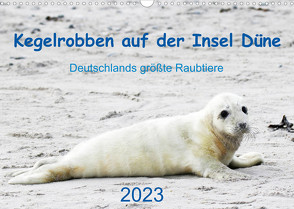 Kegelrobben auf der Insel Düne (Wandkalender 2023 DIN A3 quer) von Wilhelm,  N.