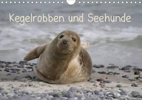 Kegelrobben und Seehunde (Wandkalender 2021 DIN A4 quer) von Lindert-Rottke,  Antje