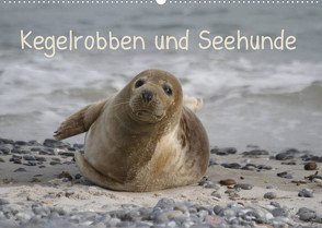 Kegelrobben und Seehunde (Wandkalender 2022 DIN A2 quer) von Lindert-Rottke,  Antje