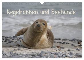 Kegelrobben und Seehunde (Wandkalender 2024 DIN A3 quer), CALVENDO Monatskalender von Lindert-Rottke,  Antje