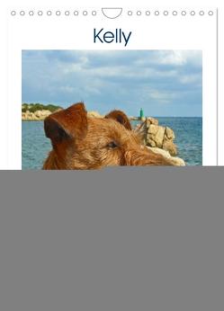 Kelly – Ein Irish Terrier macht Urlaub (Wandkalender 2024 DIN A4 hoch), CALVENDO Monatskalender von Schimon,  Claudia