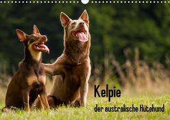 Kelpie – der australische Hütehund (Wandkalender 2020 DIN A3 quer) von Brickum,  Cornelia