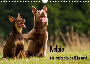 Kelpie – der australische Hütehund (Wandkalender 2020 DIN A4 quer) von Brickum,  Cornelia