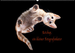 Ketchup, ein kleiner Fotografenkater (Wandkalender 2023 DIN A2 quer) von Böhnke,  Doreen