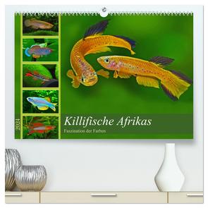 Killifische Afrikas (hochwertiger Premium Wandkalender 2024 DIN A2 quer), Kunstdruck in Hochglanz von Pohlmann,  Rudolf