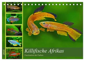 Killifische Afrikas (Tischkalender 2024 DIN A5 quer), CALVENDO Monatskalender von Pohlmann,  Rudolf