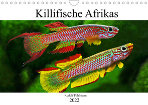 Killifische Afrikas (Wandkalender 2022 DIN A4 quer) von Pohlmann,  Rudolf