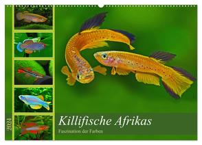 Killifische Afrikas (Wandkalender 2024 DIN A2 quer), CALVENDO Monatskalender von Pohlmann,  Rudolf