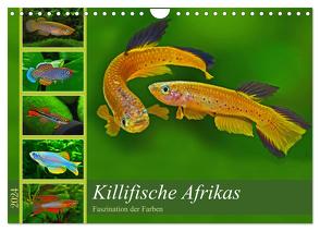 Killifische Afrikas (Wandkalender 2024 DIN A4 quer), CALVENDO Monatskalender von Pohlmann,  Rudolf